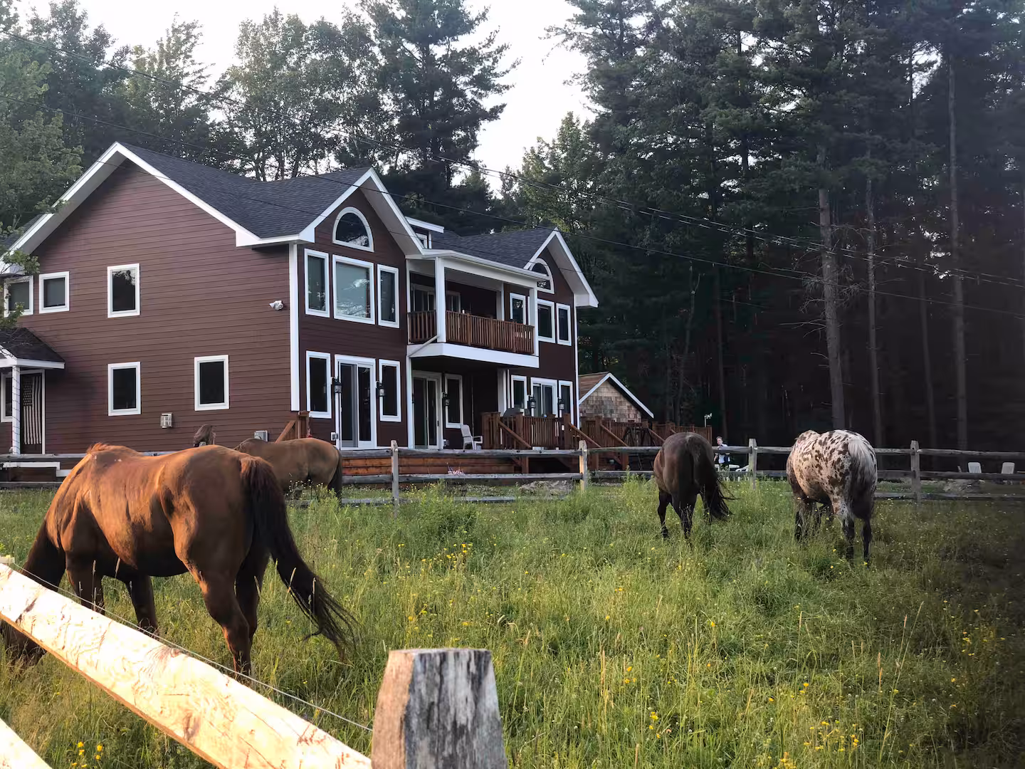 Horses grazing in the meadow beside the red Mountain Spring Lodge at golden hour